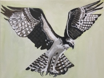 On Wings and a Prayer #5 bird of prey flying wings extended talons spread