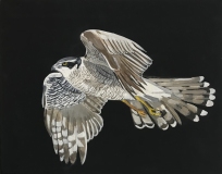 On Wings and a Prayer #6, soaring bird of prey grey and with wings black white and grey tail feathers