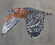 On WIngs and a Prayer #3, ed shouldered hawk with black and white feathered wings flying