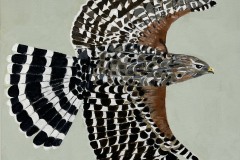 On Wings and a Prayer #2,  20x16 soaring bird of prey black and white feathers brownish  at shoulders