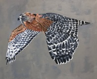 On Wings and a Prayer #3, 16x20, red shouldered hawk with black and white feathered wings flying