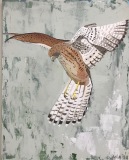 On  Wings and a Prayer #1 hawk wings uplifted as if about to land,  16x20