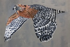 On Wings and a Prayer #3, 16x20, red shouldered hawk with black and white feathered wings flying