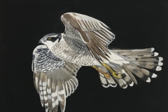 On Wings and a Prayer #6 bird of prey in flight wings spread and talons ready to hunt