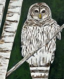 grey and white feathered owl perching on a birch tree branch at night  Acrylic on Canvas, 