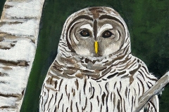 grey and white feathered owl perching on a birch tree branch at night  Acrylic on Canvas, 