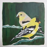 Tweet #3 Two yellow perching birds with black and white striped wings  dark green background