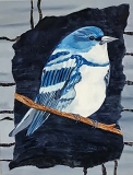 Tweet #4 Blue bird with white breast perched on branch