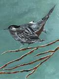 Tweet #20 perching black and grey bird with tail pointing up perching on branch