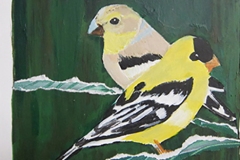 Tweet #3 Two yellow perching birds with black and white striped wings  dark green background