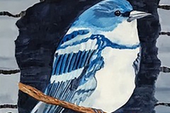 Tweet #4 Blue bird with white breast perched on branch